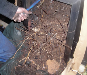 Birds nest in a chimney