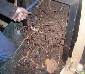 Birds nest in a chimney